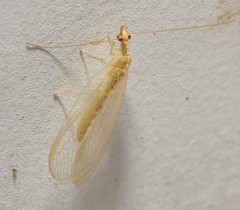 Chrysoperla plorabunda