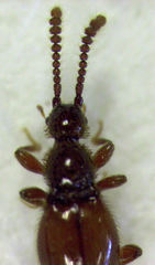Cyrtoscydmini
