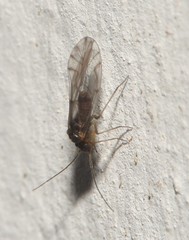 Lachesilla