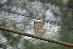 Charaxinae