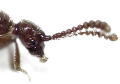 Cyrtoscydmini