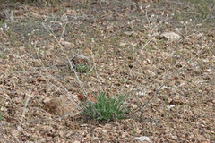 Centaurea virgata squarrosa