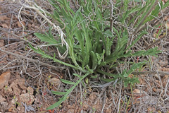 Centaurea virgata squarrosa