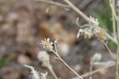 Centaurea virgata squarrosa