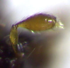 Cyrtoscydmini