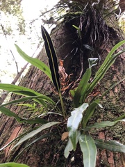 Elaphoglossum marginatum