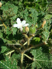 Cnidoscolus loasoides