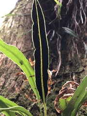 Elaphoglossum marginatum