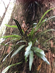 Elaphoglossum marginatum