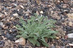 Chaenactis douglasii douglasii