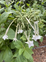 Nicotiana sylvestris