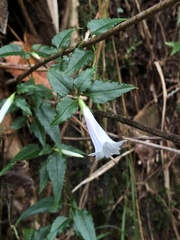 Tripterospermum luzonense