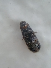Corocosma memorabilis