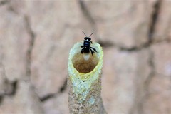 Tetragonilla collina