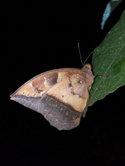 Taygetis mermeria