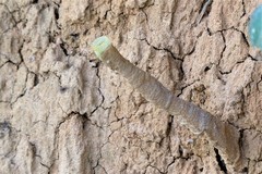 Tetragonilla collina