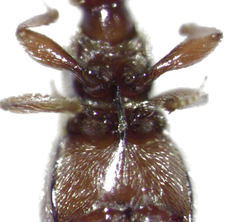 Cyrtoscydmini