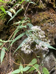 Eupatorium chinense tozanense