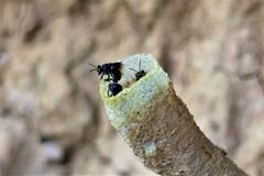 Tetragonilla collina