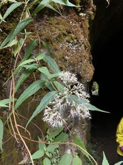 Eupatorium chinense tozanense