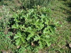 Cnidoscolus loasoides