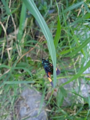 Cyanopepla submacula