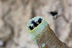 Tetragonilla collina