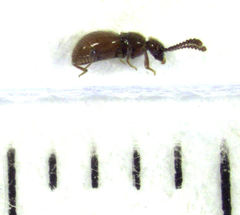 Cyrtoscydmini