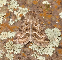 Schinia angulilinea