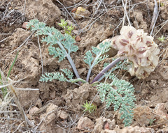 Vesper purpurascens
