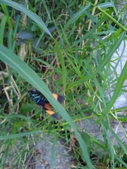 Cyanopepla submacula