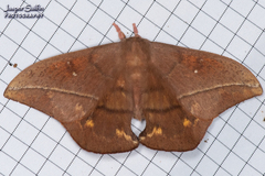 Periga galbimaculata