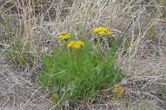 Lomatium grayi grayi