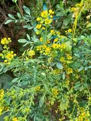Ruta graveolens