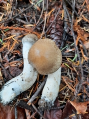 Cortinarius subtortus