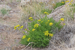 Lomatium grayi grayi