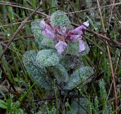 Stachys rigida quercetorum