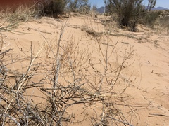 Palafoxia sphacelata