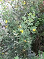 Genista monspessulana
