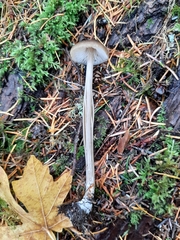 Entoloma hirtipes