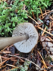 Entoloma hirtipes