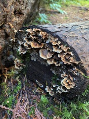 Stereum sanguinolentum