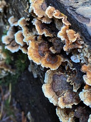 Stereum sanguinolentum