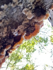 Stereum sanguinolentum