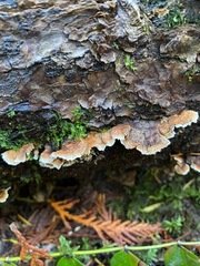 Stereum sanguinolentum