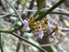 Cleisostoma simondii