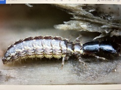 Raphidiinae