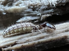 Raphidiinae