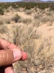 Palafoxia sphacelata