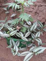 Angiospermae